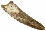 Fossil Spinosaurus Tooth - Real Dinosaur Tooth #305833-1